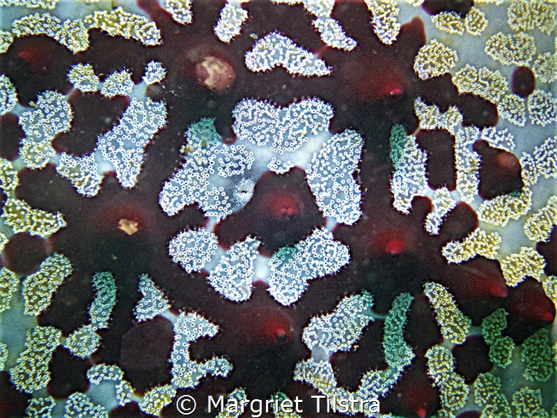 Cucumber Art.
Detail of a Sea Cucumber. Malapascua, Visa... by Margriet Tilstra 