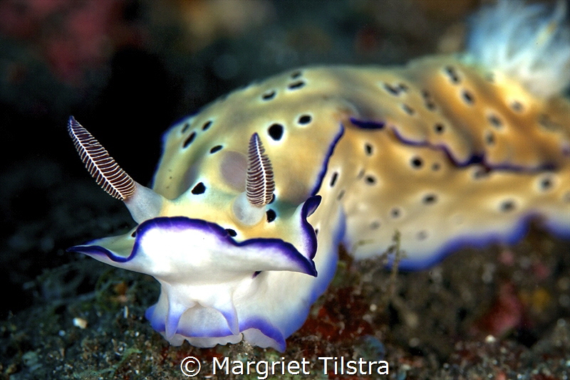 Close-up of a Hypselodoris tryoni.
Nikon D80 with Ikelit... by Margriet Tilstra 