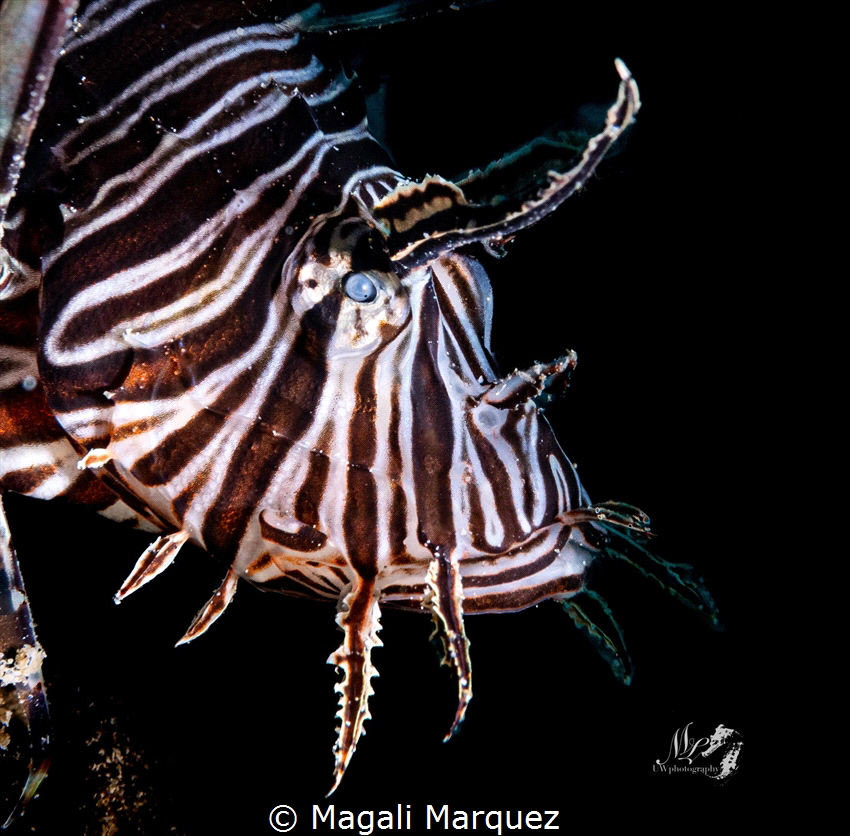 Portrait Lionfish by Magali Marquez 