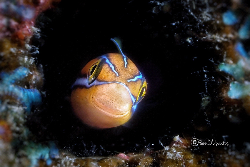 Who’s there? by Penn De Los Santos 