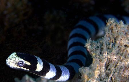 Banded sea serpent. Took a lot of effort to get round to ... by John M Akar 