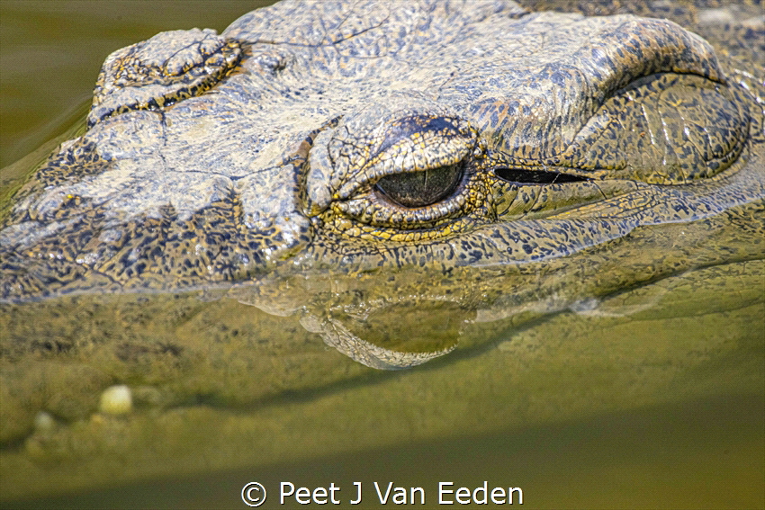 The look and the grin
Nile Crocodile in a small fresh wa... by Peet J Van Eeden 