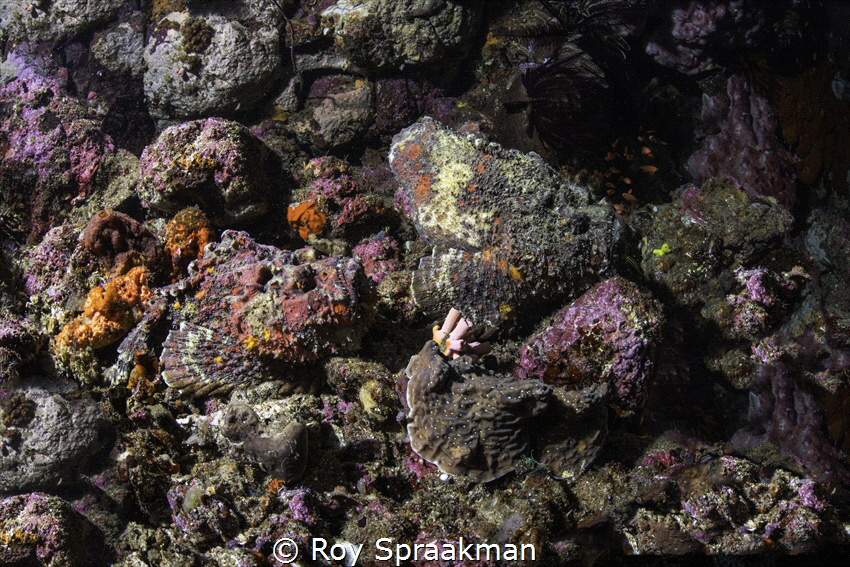 Anilao, Batangas, Phillipines. Two Stone fish resting. Ho... by Roy Spraakman 
