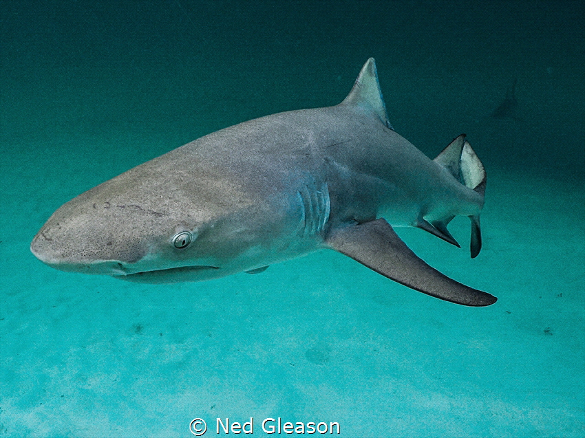 lemon shark by Ned Gleason 