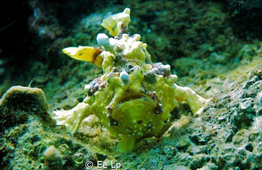 Sunday stroll. Antennarius maculatus (warty frogfish). (f... by E&e Lp 