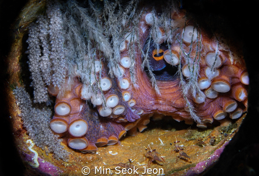an egg-bearing octopus by Min Seok Jeon 