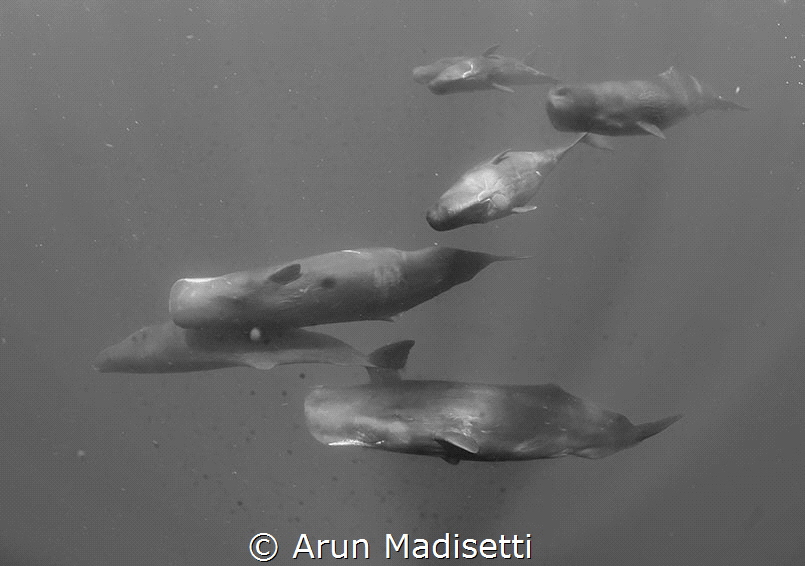 A fly by. (under permit) by Arun Madisetti 