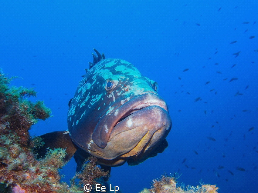 Epinephelus marginatus (dusky grouper). (f/8, 1/80, ISO-2... by E&e Lp 