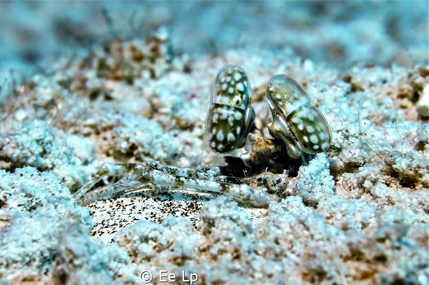 Lysiosquillina maculata (Banded mantis shrimp). Very rare... by E&e Lp 