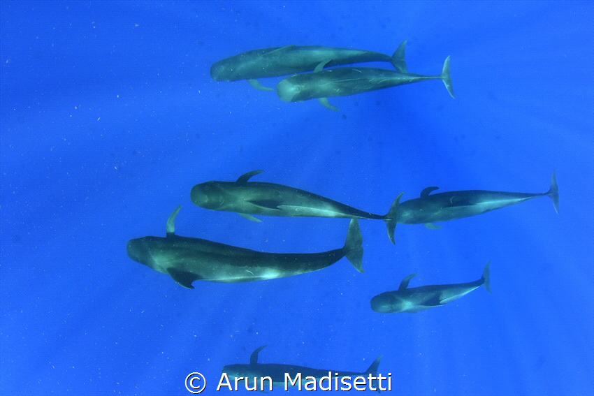 Pilot whales (taken under permit) by Arun Madisetti 