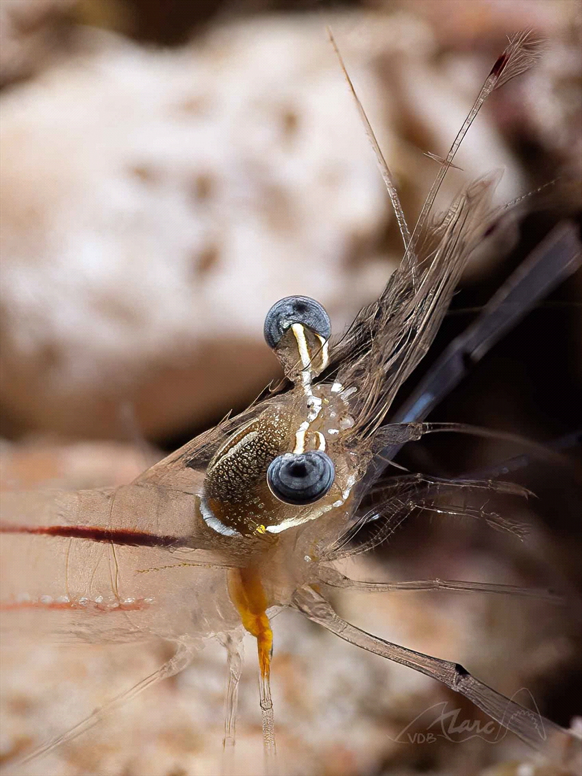 eyes by Marc Van Den Broeck 