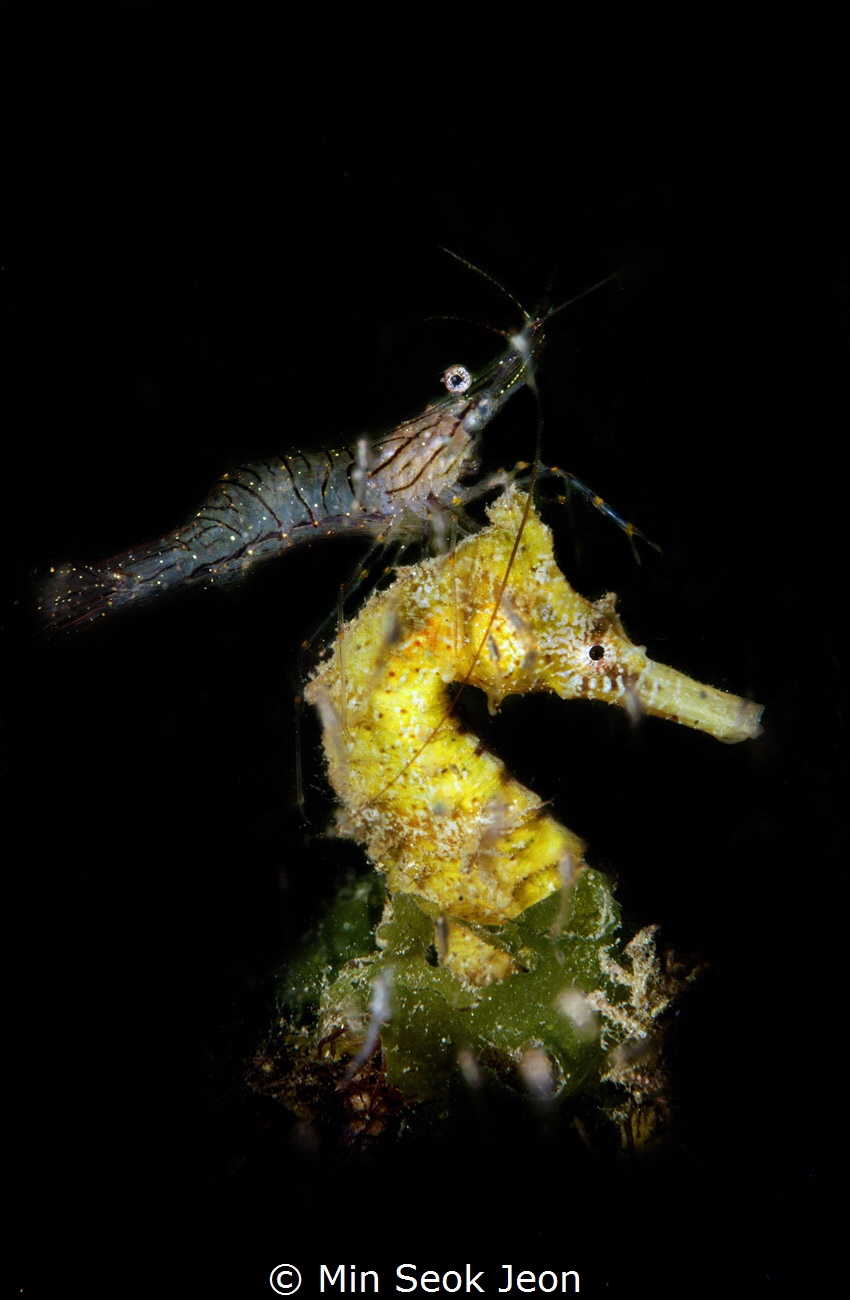 Seahorse and shrimp by Min Seok Jeon 