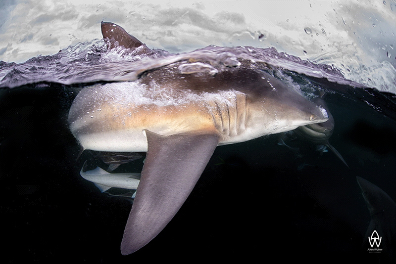 "Angry"

Just a cool image of an oceanic black tip shark. by Allen Walker 
