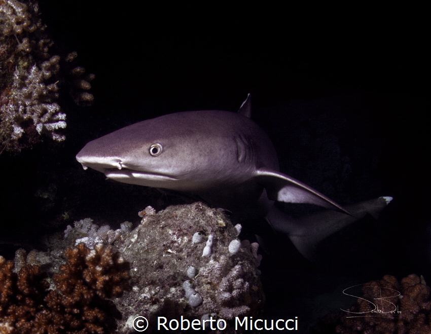 White Tip reef Shark - Night hunting by Roberto Micucci 