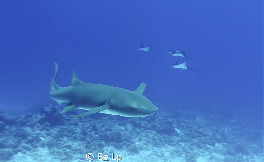 Nebrius concolor (nurseshark) with Myliobatyidae spec. (e... by E&e Lp 