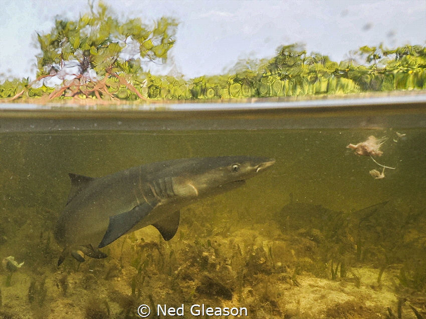 Baby lemon shark by Ned Gleason 