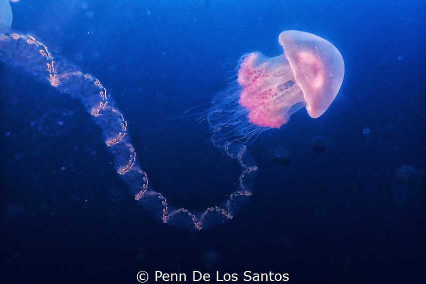 Jelly and salp by Penn De Los Santos 