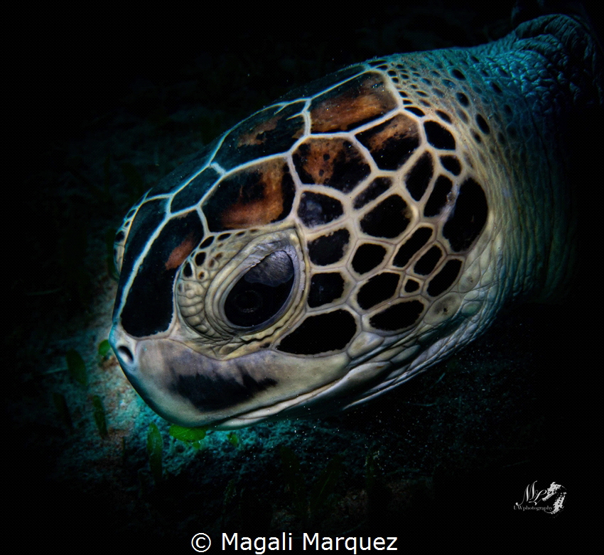 🐢🐢Green turtle🐢🐢 by Magali Marquez 