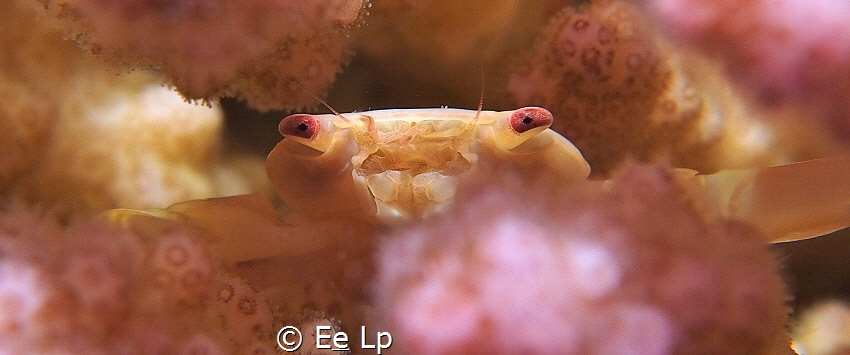 Tetralia cavimana (brownish coral crab) hiding between ha... by E&e Lp 