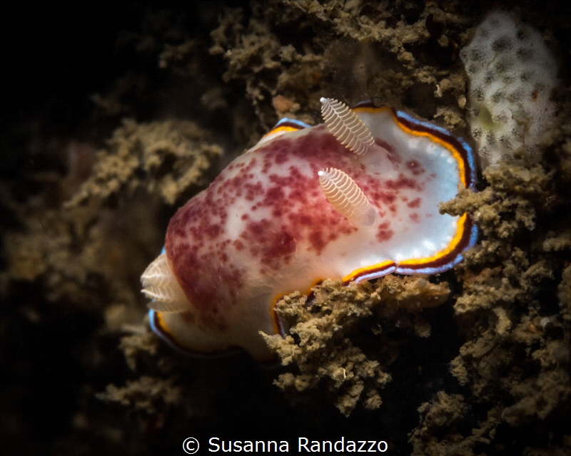 Capturing with macro lens reveals so many tiny reef cratu... by Susanna Randazzo 