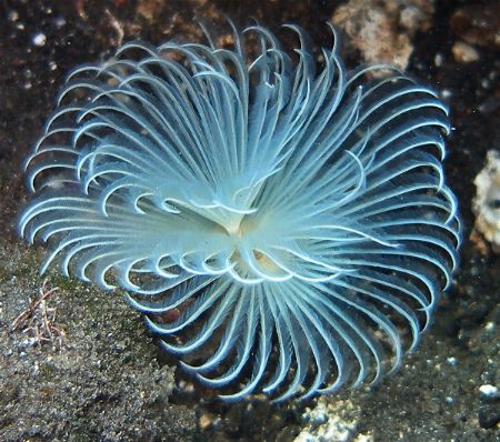Magnificent display of a tube worm at Seraya Beach, Bali by Alex Lim 