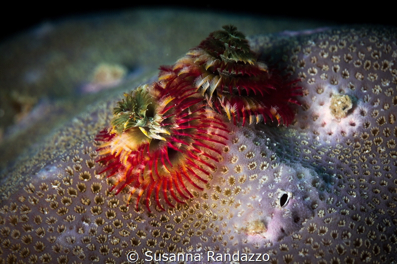 These worms live inside corals where they hide from preda... by Susanna Randazzo 