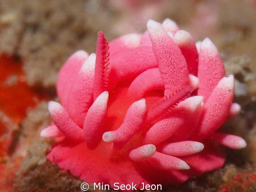 Hiro's sea slug by Min Seok Jeon 
