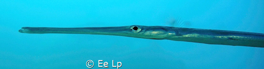 Fistularia commersonii (cornetfish). (f/5.6, 1/160, ISO-2... by E&e Lp 