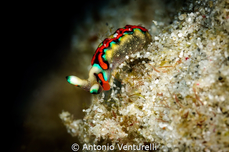 For me nudibranchs-hunting is like collecting stamps..You... by Antonio Venturelli 
