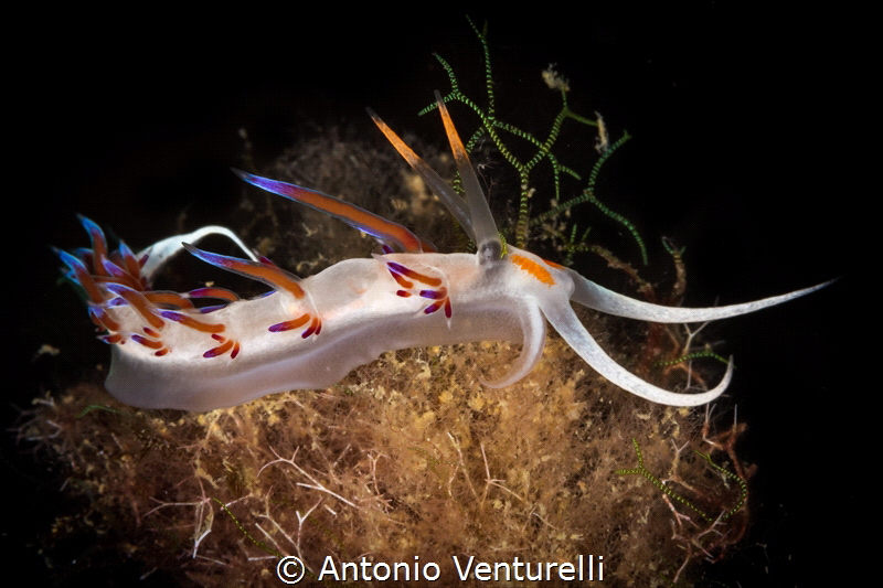 A slow moving Cratena nudibranch,an ideal subject for pho... by Antonio Venturelli 