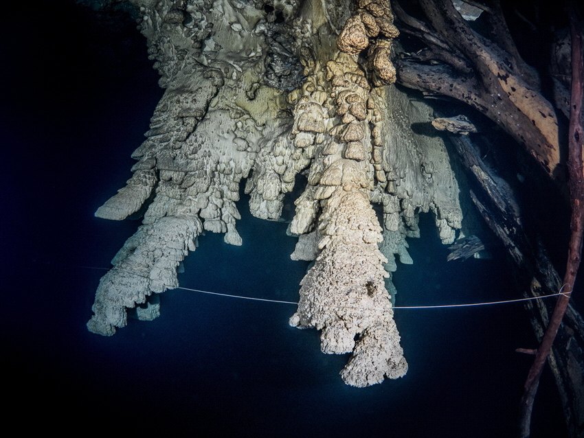 Only in cenote Zapote in Mexico these kind of speleothems... by Brenda De Vries 