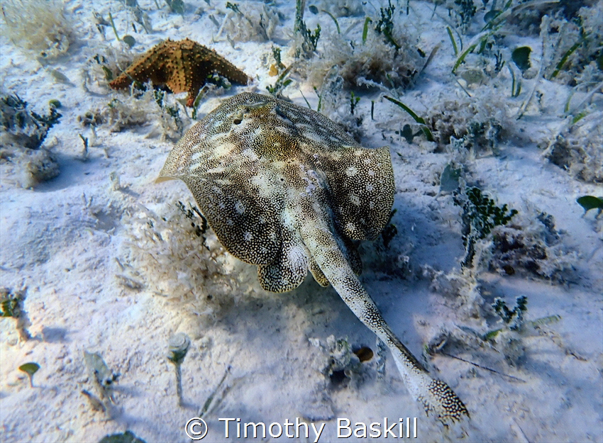 Photographed this ray in about 15ft of water in Cayo Coco by Timothy Baskill 