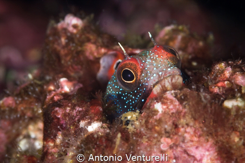Mexican barnacle blenny photographed at "El Morro" dive s... by Antonio Venturelli 