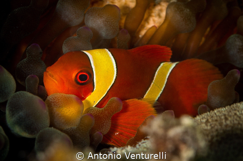 Anemone fishes are immune to anemone's tentacles from day... by Antonio Venturelli 