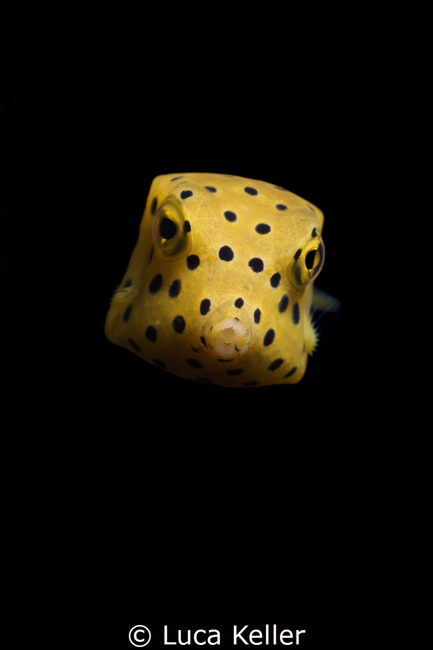 Juvenile Yellow Boxfish (Ostracion cubicum) against black... by Luca Keller 