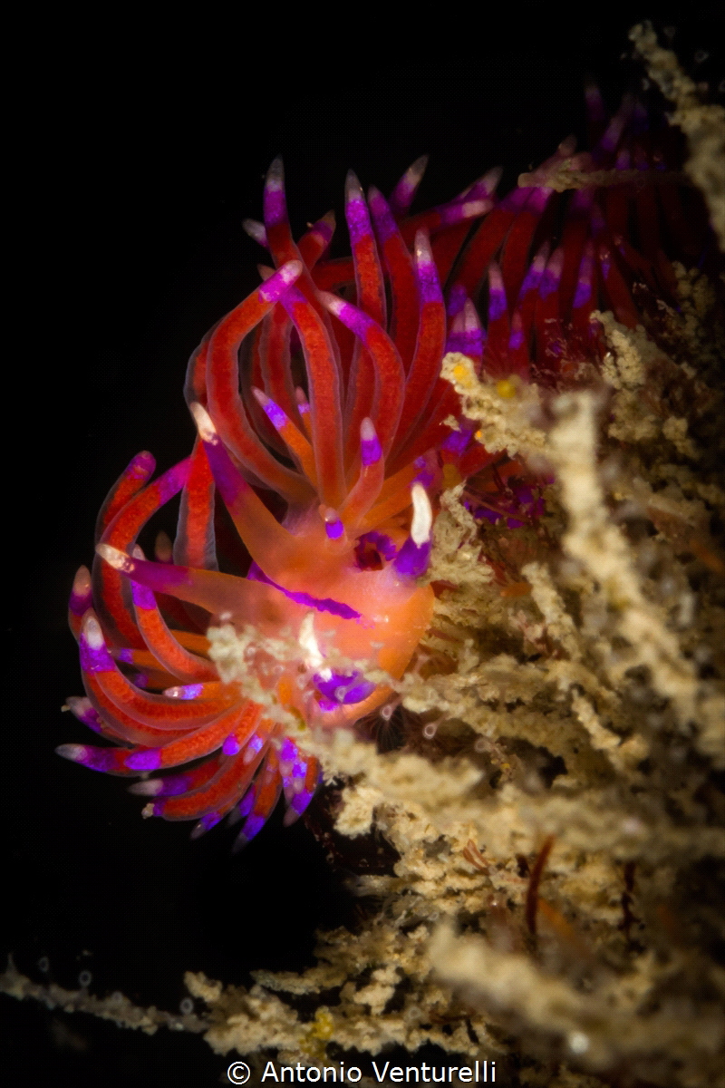 Deep red color for this Flabellina walking on the algae o... by Antonio Venturelli 