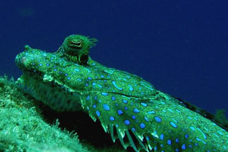 Flounder, Curacao, Sea and Sea DX5000. by David Heidemann 