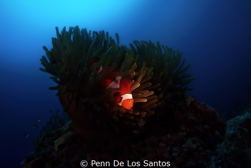 Snooted clown fish on anemone by Penn De Los Santos 