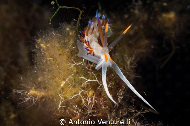 The underwater world becomes ever more fascinating when y... by Antonio Venturelli 