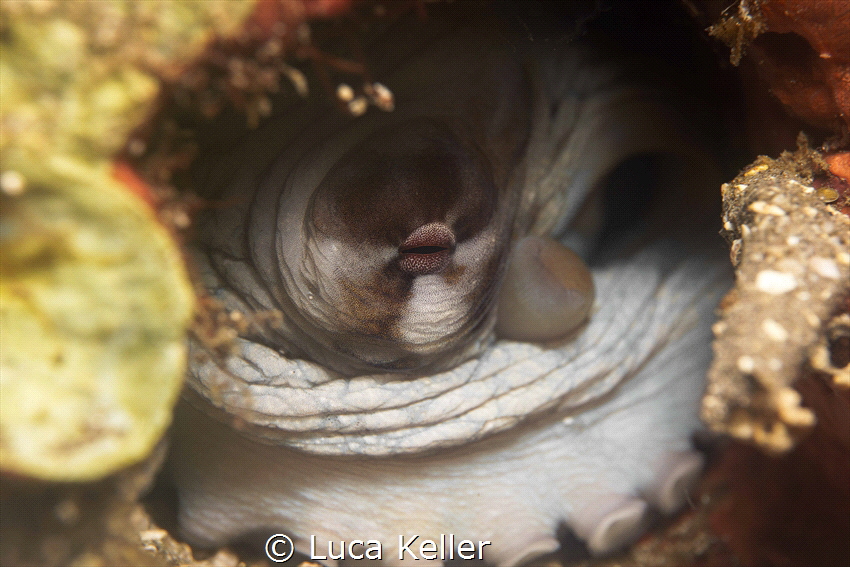 Hide and seek with a common reef octopus. by Luca Keller 
