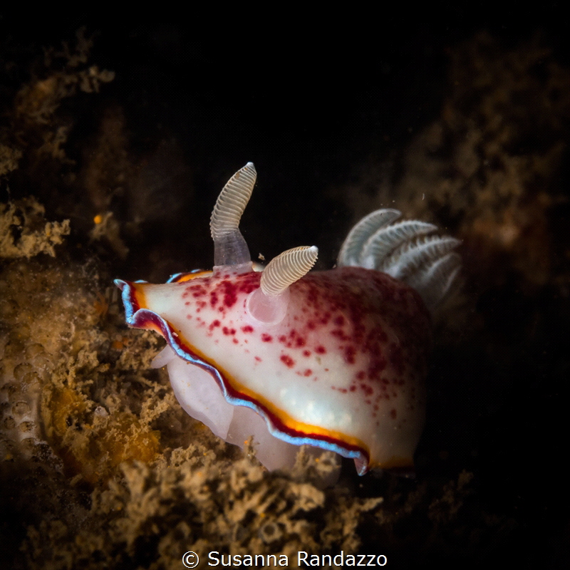 Most dorids nudis have a smooth, thick mantle and their s... by Susanna Randazzo 
