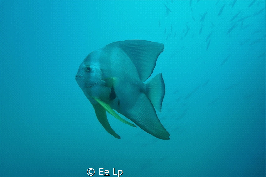 Platax teira (Longfin batfish). (f/6.3, 1/200, ISO-100, 1... by E&e Lp 