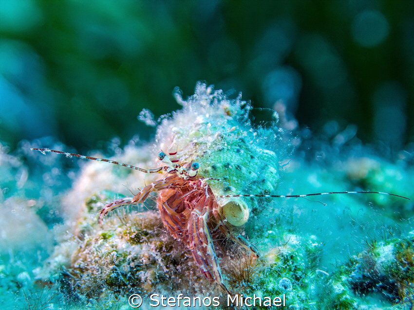 Rocky-shore Hermit Crab - Pagurus anachoretus by Stefanos Michael 