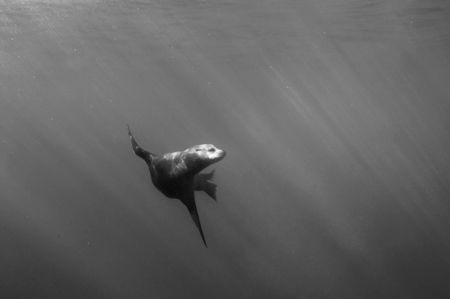 Seal playing near the surface. Guadalupe Mexico by Andy Lerner 
