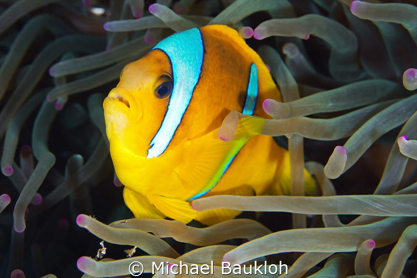 Clownfish by Michael Baukloh 