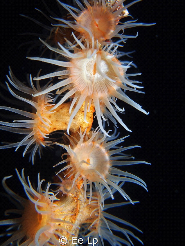 Nemanthus nitidus (sea anemone). (f/8, 1/80, ISO-200, 42m... by E&e Lp 