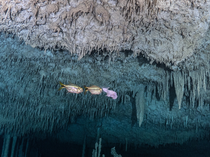 A blind cave fish and 2 cichliden in a cave in Mexico. Th... by Brenda De Vries 