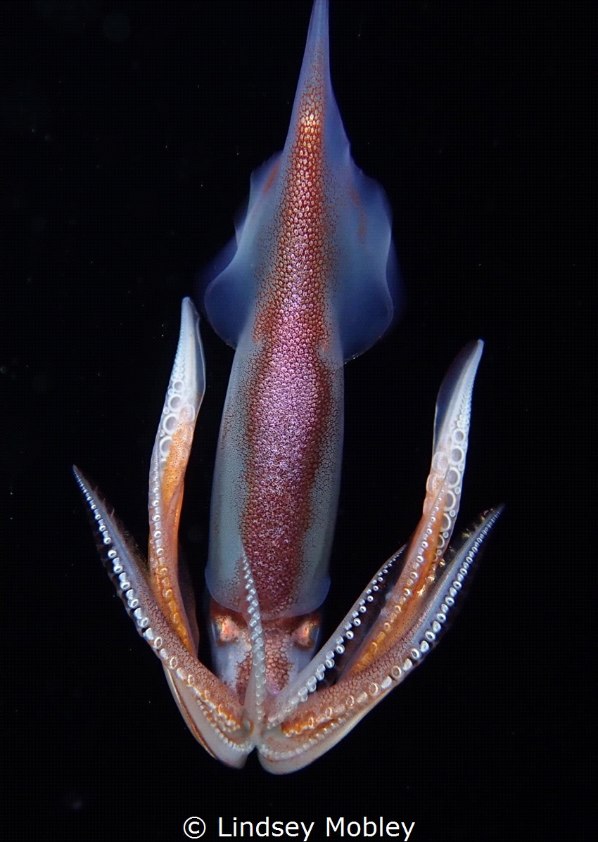 Playful Bird Squid on a Blackwater Dive by Lindsey Mobley 