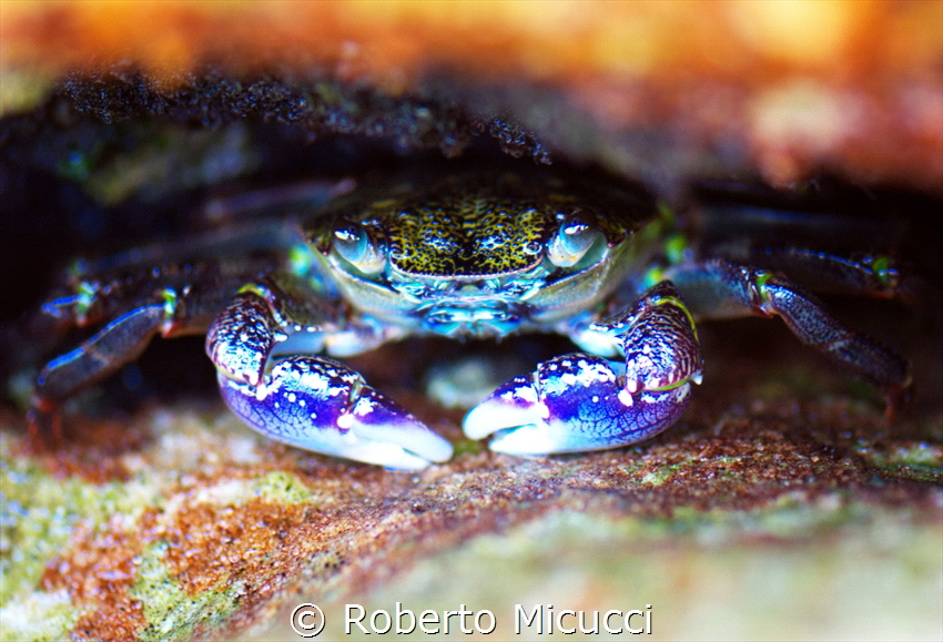 Hiding Little blue crab by Roberto Micucci 