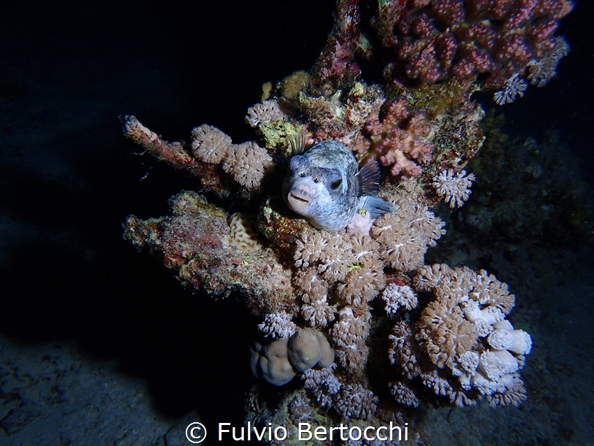 Shot taken during a night dive in Berenice. by Fulvio Bertocchi 